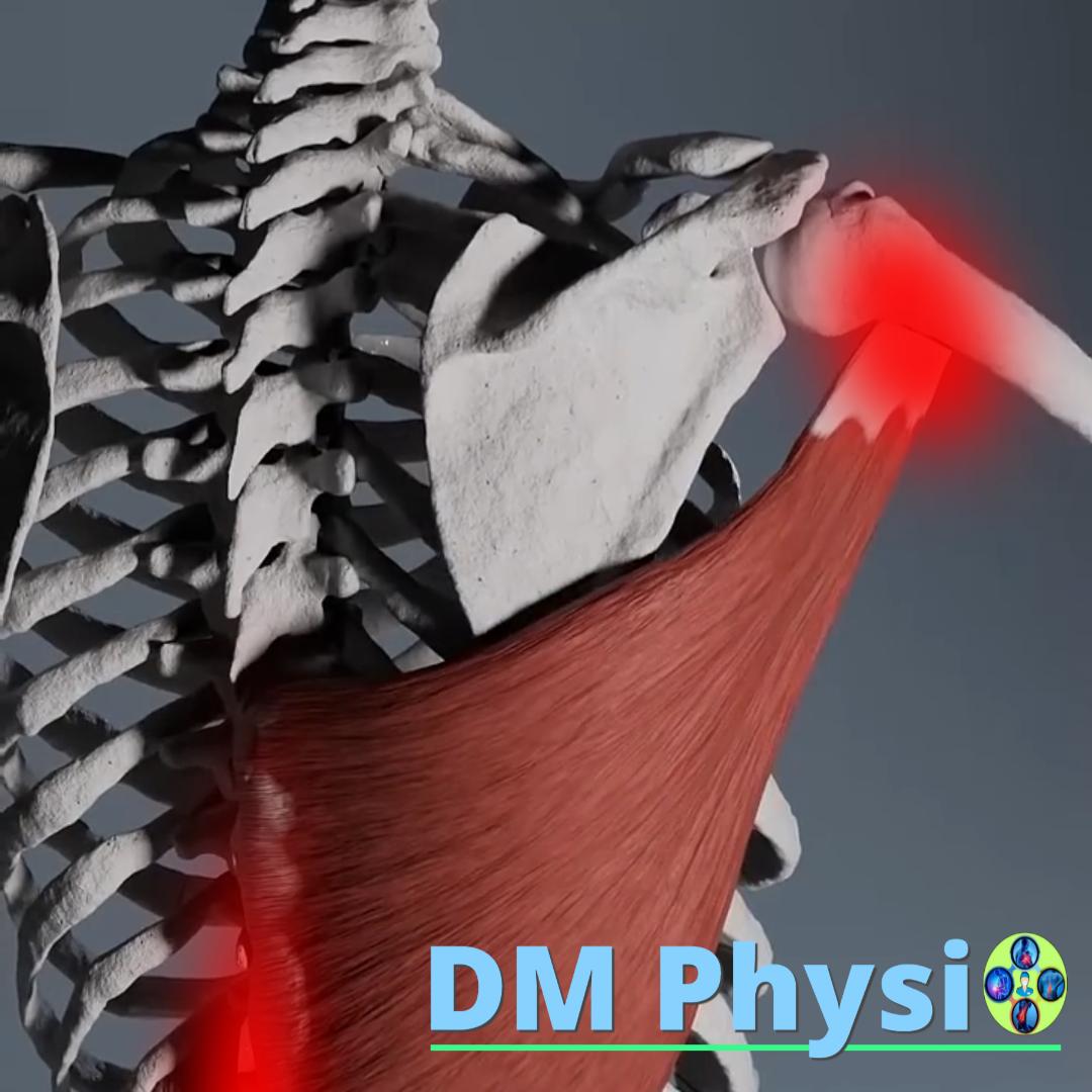 Изображение на широк гръбен мускул